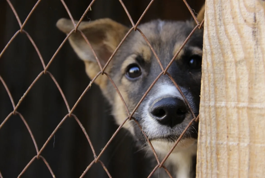 Гуманный отлов животных